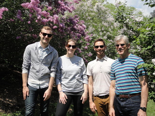 Lilacs at the Arnold Arboretum